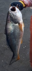 Cilus gilberti