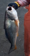 Cilus gilberti