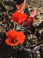 Calochortus kennedyi kennedyi