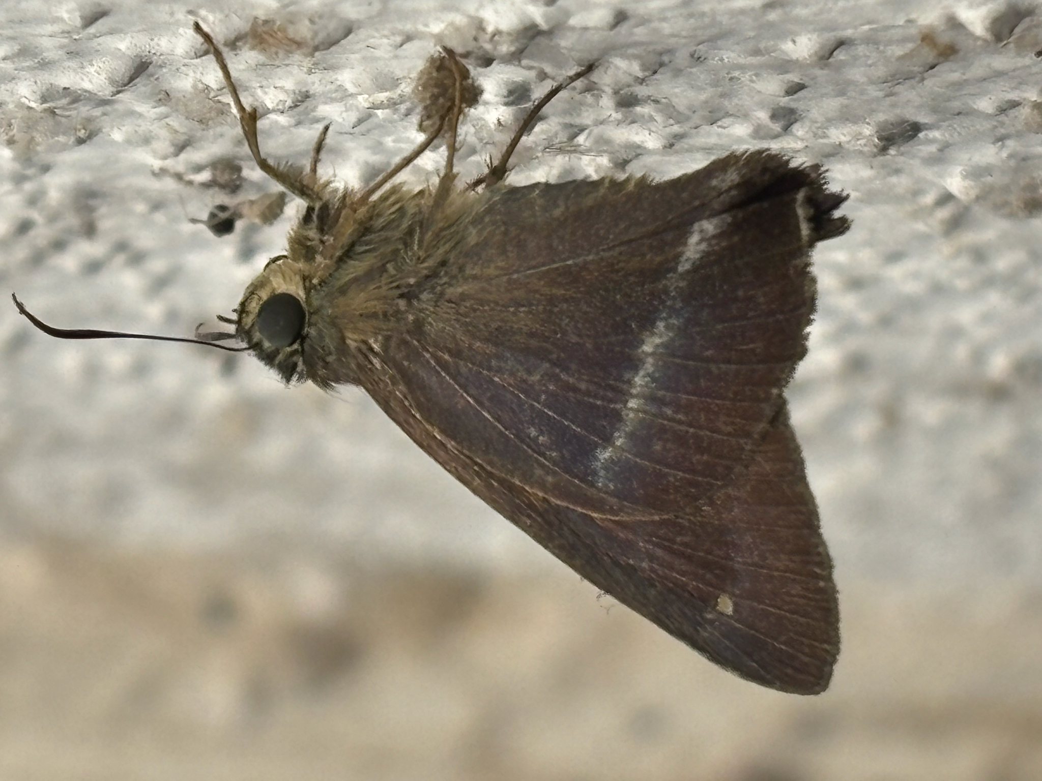 Common Banded Awl