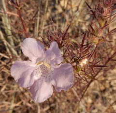 Agalinis densiflora