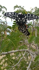 Pharmacophagus antenor