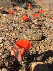 Calochortus kennedyi kennedyi