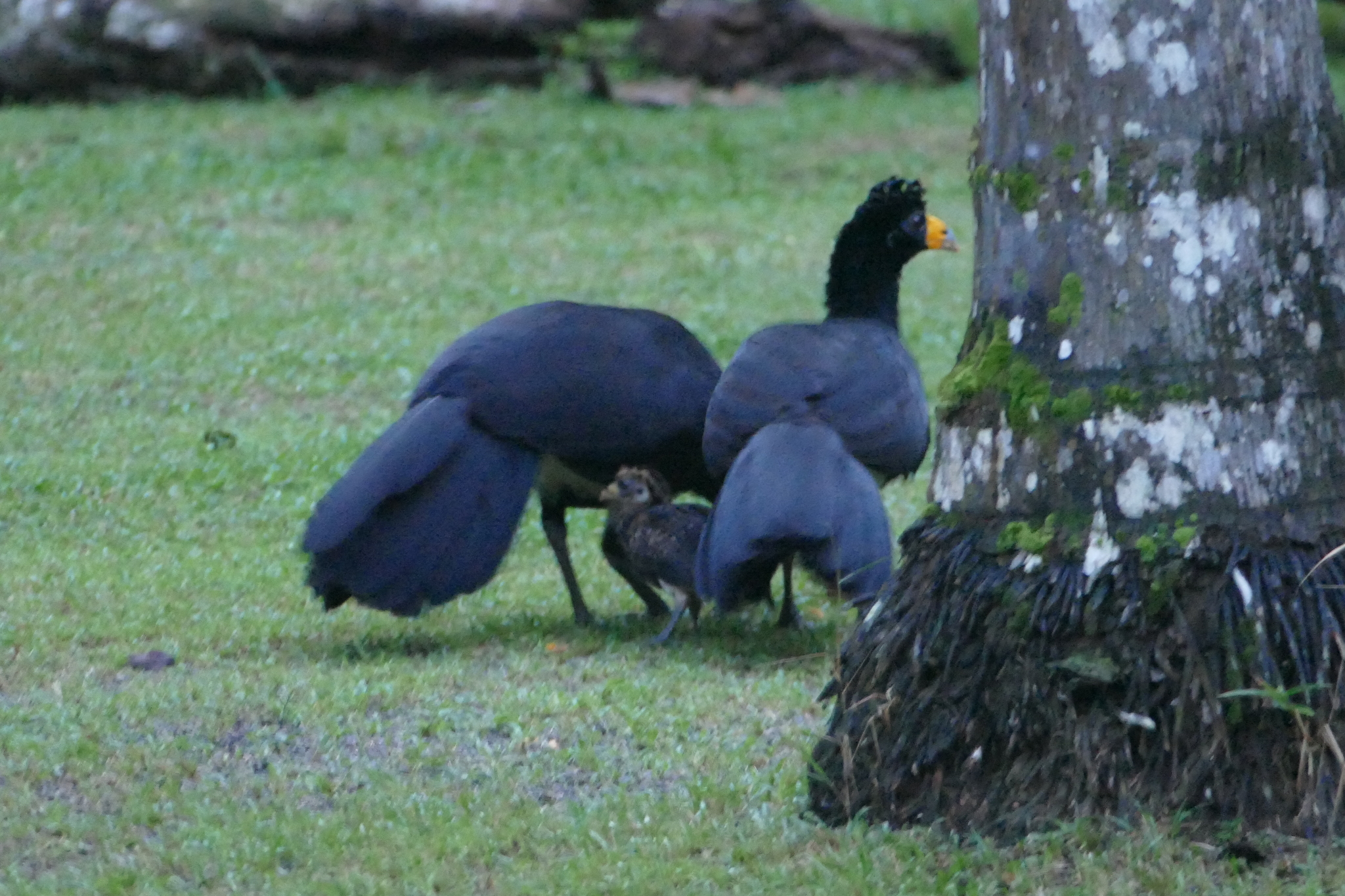 Black Curassow illustration