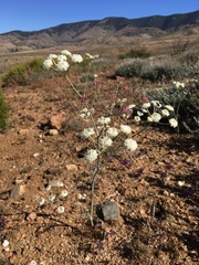 Perideridia pringlei