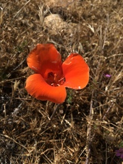 Calochortus kennedyi kennedyi