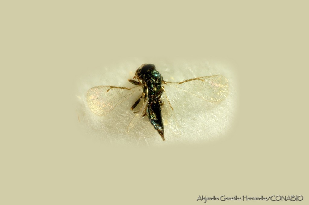 Baryscapus uetzi