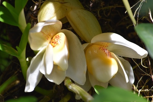 Stanhopea ecornuta, photograph 4