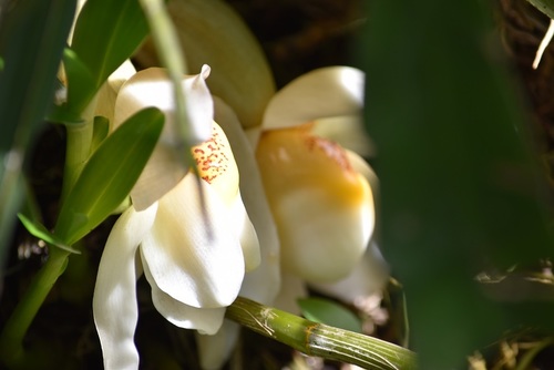 Stanhopea ecornuta, photograph 1
