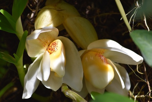 Stanhopea ecornuta, photograph 2