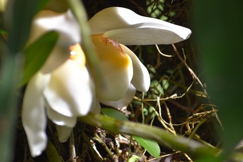 Stanhopea ecornuta, photograph 3