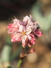 Eriogonum angulosum