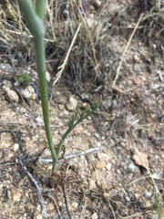 Perideridia pringlei