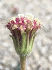 Chaenactis santolinoides