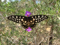 Pharmacophagus antenor