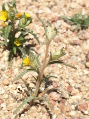 Mentzelia congesta