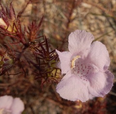 Agalinis densiflora