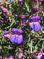 Penstemon incertus