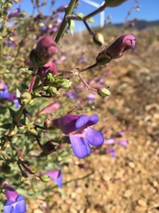 Penstemon incertus