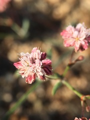 Eriogonum angulosum