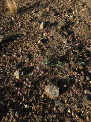 Eriogonum angulosum