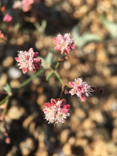Image of Eriogonum angulosum by (c) Matt Berger, some rights reserved (CC BY)