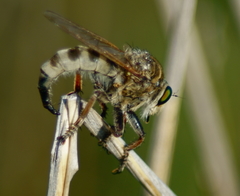 Promachus vertebratus
