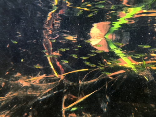 Green neon rasbora (Microdevario kubotai) — Cyprinidae — 4