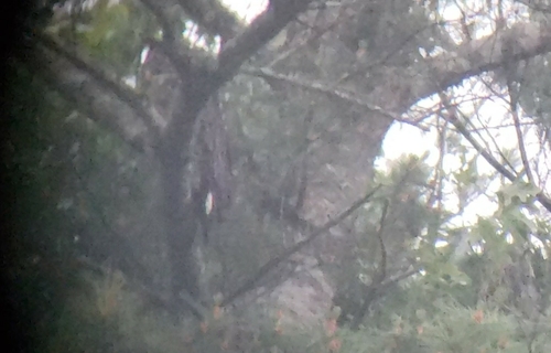 View observation of {o.common_name} on iNaturalist