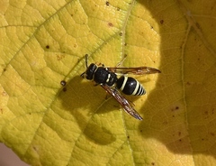 Ancistrocerus bustamente