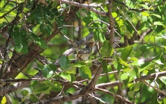 Orthotomus sepium