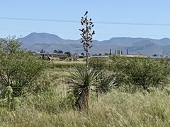Yucca elata
