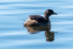 Tachybaptus ruficollis
