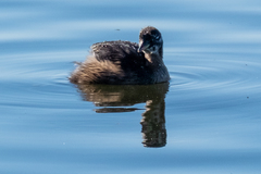 Tachybaptus ruficollis