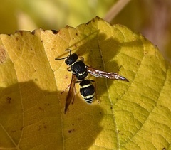 Ancistrocerus bustamente