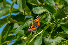 Aglais urticae