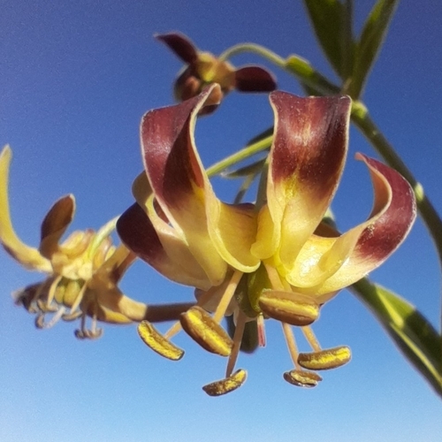 Hexacyrtis dickiana (Hexacyrtis dickiana)