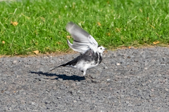 Motacilla alba