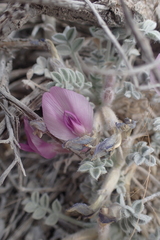 Astragalus phoenix