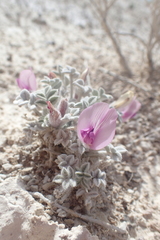 Astragalus phoenix