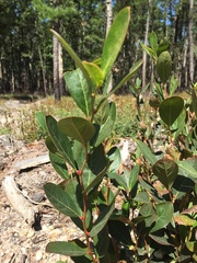 Lyonia mariana