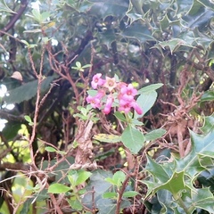 Escallonia rubra