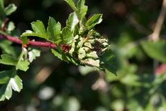Dasineura crataegi