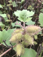 Xanthium strumarium