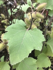 Xanthium strumarium