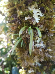 Notogrammitis angustifolia nothofageti