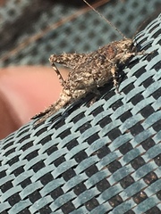 Cycloptilum distinctum