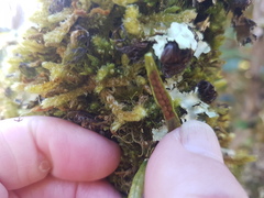 Notogrammitis angustifolia nothofageti