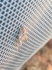 Cycloptilum distinctum