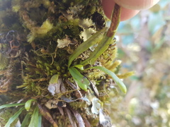 Notogrammitis angustifolia nothofageti